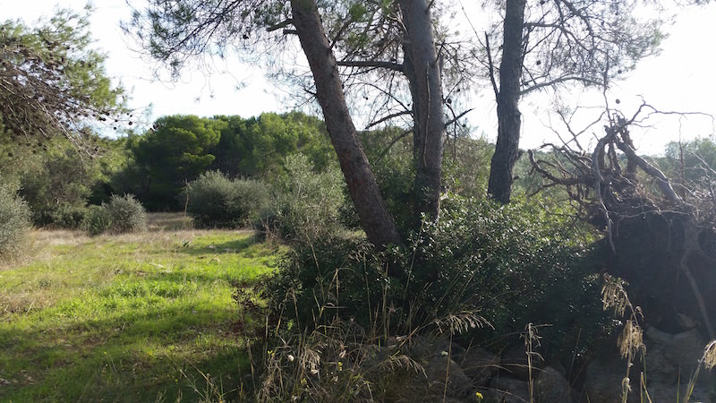 ancona-immobiliare_956_1478341285.jpg